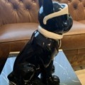 Französische Bulldogge