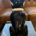 Französische Bulldogge